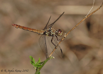 Orthemis ferruginea, female